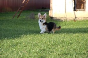 Photo №1. welsh corgi - for sale in the city of Minsk | 887$ | Announcement № 4891