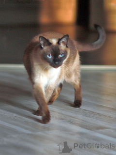 Photo №1. thai cat - for sale in the city of St. Petersburg | Is free | Announcement № 158843