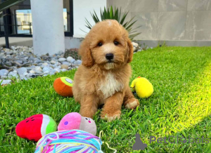 Photo №1. maltipu - for sale in the city of Berlin | 847$ | Announcement № 149822