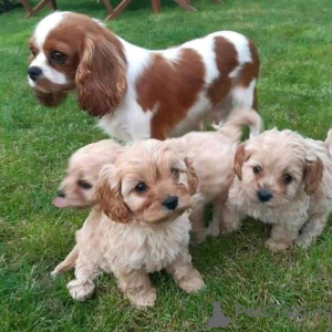 Photo №3. CAVAPOO PUPPIES WhatsApp 64 9-889 4165. Switzerland