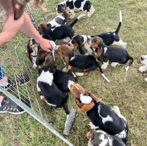 Photo №1. non-pedigree dogs - for sale in the city of BERNKASTEL-KUES | Is free | Announcement № 169499