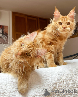 Photo №2 to announcement № 103253 for the sale of maine coon - buy in United States breeder