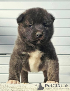 Photo №3. American Akita, puppies. Serbia