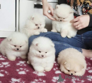 Photo №1. pomeranian - for sale in the city of Ajman | 473$ | Announcement № 13794
