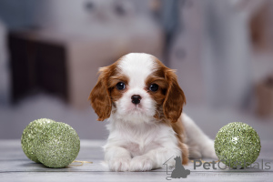 Photo №2 to announcement № 135948 for the sale of cavalier king charles spaniel - buy in Russian Federation from nursery