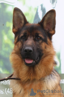 Photo №2 to announcement № 9628 for the sale of german shepherd - buy in Russian Federation breeder