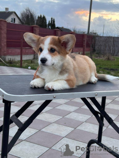 Photo №1. welsh corgi - for sale in the city of Berlin | 1268$ | Announcement № 42389