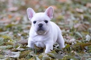 Photo №4. I will sell french bulldog in the city of Heidelberg. private announcement - price - 380$