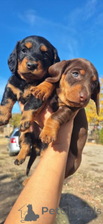 Photo №2 to announcement № 167674 for the sale of dachshund - buy in Germany private announcement, breeder