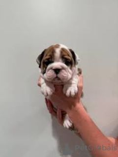 Photo №2 to announcement № 166748 for the sale of english bulldog - buy in France private announcement, breeder