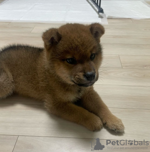 Photo №2 to announcement № 111758 for the sale of shiba inu - buy in Czech Republic private announcement