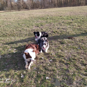 Photo №1. border collie - for sale in the city of Ичня | 1000$ | Announcement № 9746