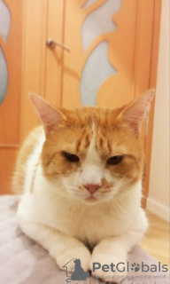 Photo №3. Charming red cat Bonechka is looking for a home and a loving family!. Belarus