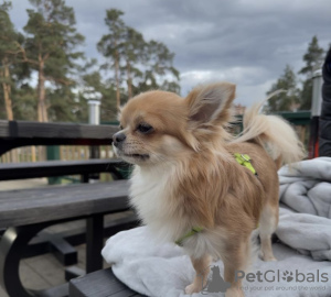 Photo №1. chihuahua - for sale in the city of Munich | 423$ | Announcement № 103955