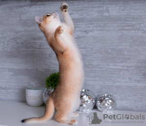 Photo №3. British Shorthair golden shell Ny12. Germany