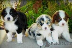 Photo №1. australian shepherd - for sale in the city of Brutten | negotiated | Announcement № 158368