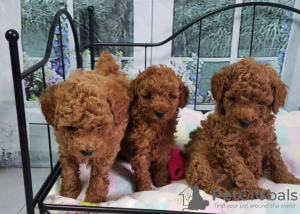 Photo №1. poodle (royal) - for sale in the city of Bielefeld | 317$ | Announcement № 90969