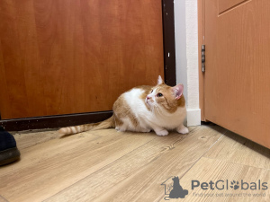 Photo №3. Charming red cat Bonechka is looking for a home and a loving family!. Belarus