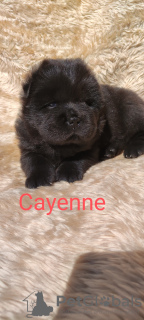 Additional photos: Black Chow Chow females FCI