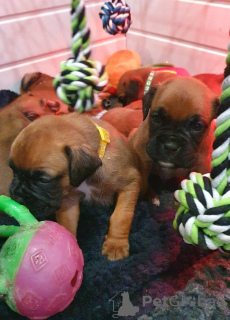 Photo №4. I will sell boxer in the city of Omaha. breeder - price - 1500$