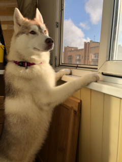 Photo №4. I will sell  in the city of Полтава. breeder - price - 1$