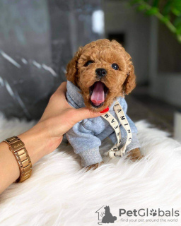 Photo №1. poodle (toy) - for sale in the city of Ohio City | 400$ | Announcement № 111269