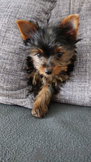 Photo №4. I will sell yorkshire terrier in the city of Дрезден. private announcement - price - 280$