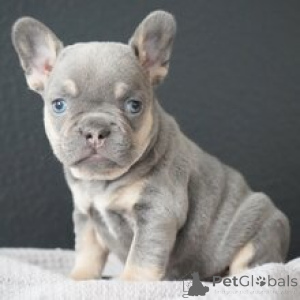 Photo №1. french bulldog - for sale in the city of Frankfurt | negotiated | Announcement № 166024