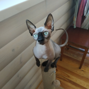 Photo №1. sphynx-katze, sphynx cat - for sale in the city of Minsk | negotiated | Announcement № 2961