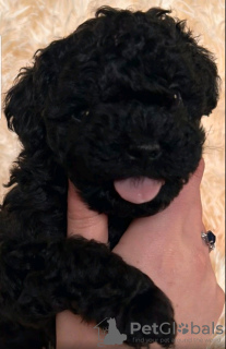 Photo №2 to announcement № 123597 for the sale of poodle (toy) - buy in Ukraine private announcement