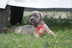 Additional photos: Cane Corso