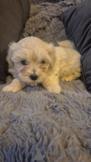 Photo №4. I will sell bichon frise in the city of Zasenhaim. private announcement - price - 599$