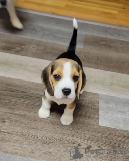 Additional photos: litter of beagle puppies