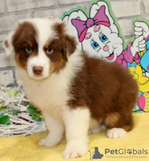 Photo №1. australian shepherd - for sale in the city of Oslo | 300$ | Announcement № 120269