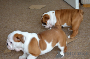 Photo №2 to announcement № 18626 for the sale of english bulldog - buy in United Kingdom private announcement