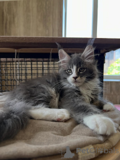 Photo №3. Elite Purebred Maine Coon Kittens Exceptional Quality & Loving Temperament. Netherlands
