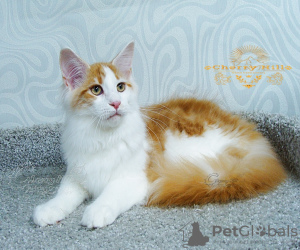 Photo №4. I will sell maine coon in the city of Kazan. from nursery, breeder - price - negotiated