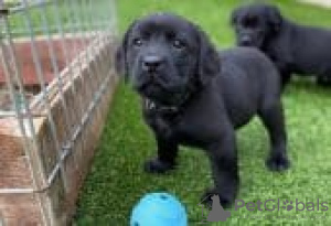 Photo №1. labrador retriever - for sale in the city of Berlin | Is free | Announcement № 126949