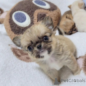 Photo №1. non-pedigree dogs - for sale in the city of Tennessee City | 800$ | Announcement № 167179