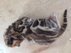 Additional photos: Bengal kittens