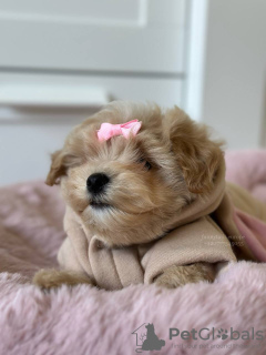 Additional photos: Maltipoo F1