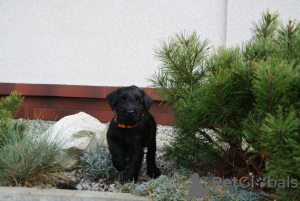 Additional photos: Medium Schnauzer black FCI pedigree puppies