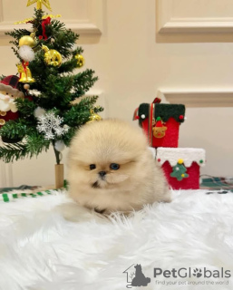 Photo №1. pomeranian - for sale in the city of Florida | 400$ | Announcement № 127299