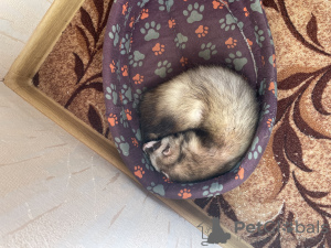 Photo №3. Ferret Har. Russian Federation