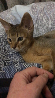 Additional photos: Abyssinian