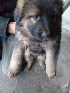 Photo №4. I will sell german shepherd in the city of Kharkov. private announcement - price - 36$