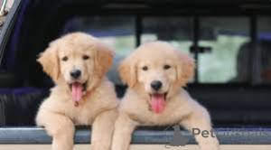Photo №3. GOLDEN RETRIEVER PUPPIES. Switzerland
