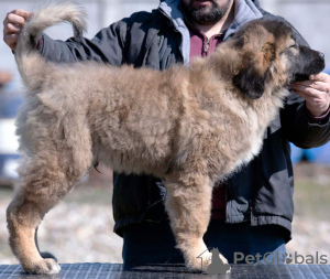Additional photos: caucasian shepherd puppies