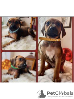 Photo №2 to announcement № 30906 for the sale of rhodesian ridgeback - buy in Switzerland private announcement