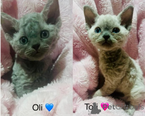 Photo №1. devon rex - for sale in the city of Berlin | 774$ | Announcement № 160345